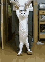 CatStretch